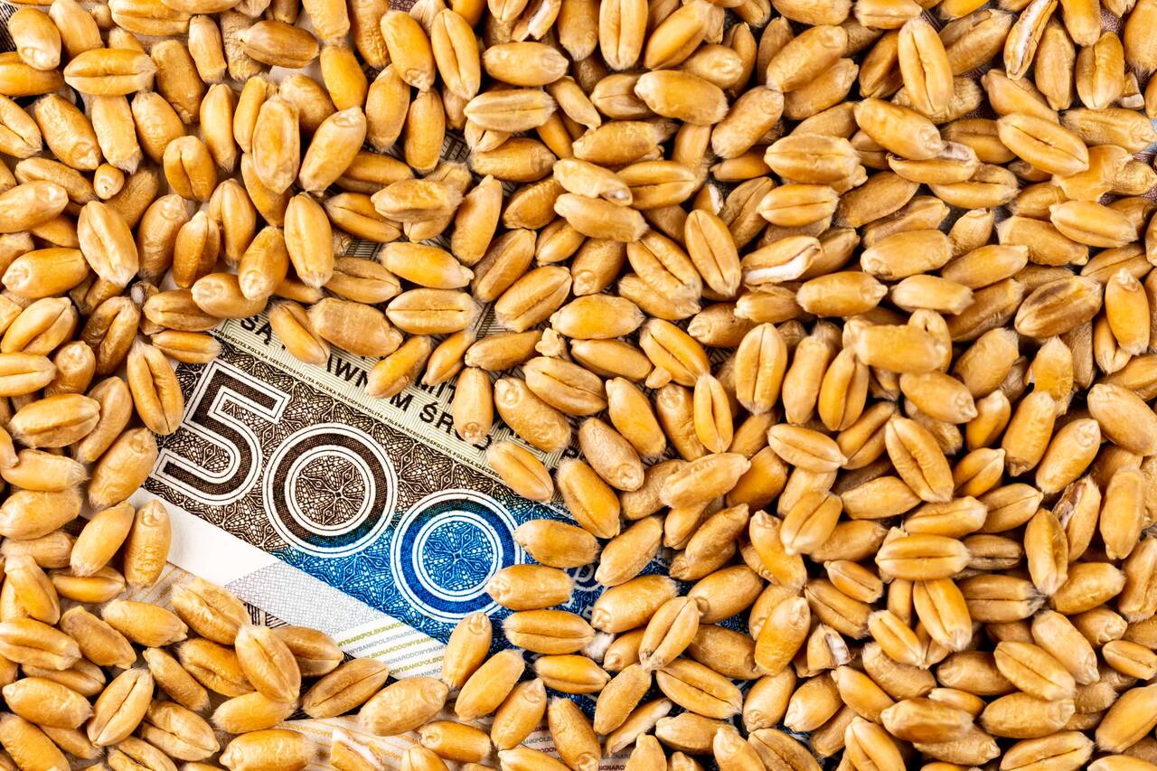 безотвальная обработка почвы как способ снижения затрат и повышения эффективности сельского хозяйства на ферме