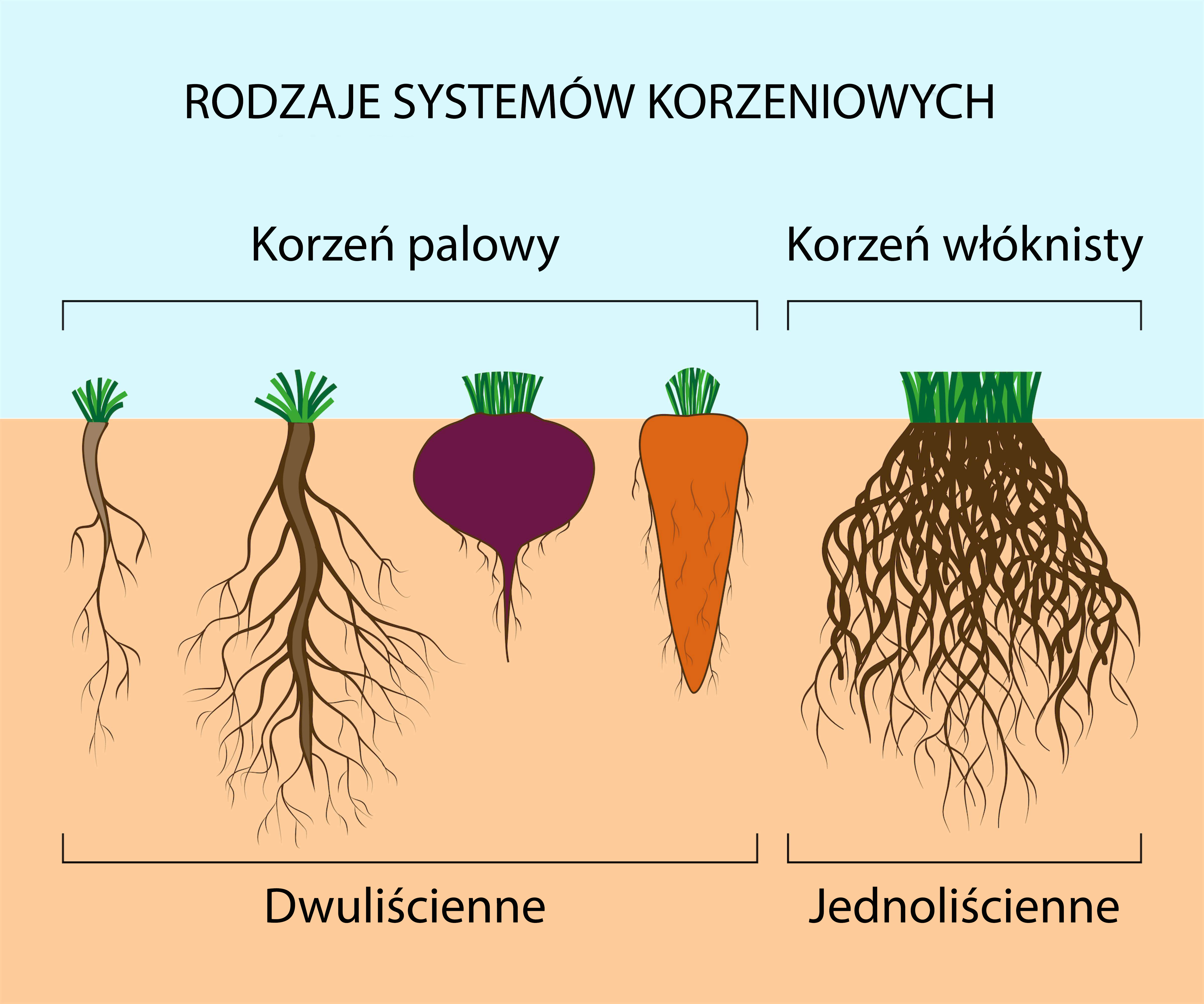 Корневая система сельскохозяйственных культур — влияние глубины на качество почвы